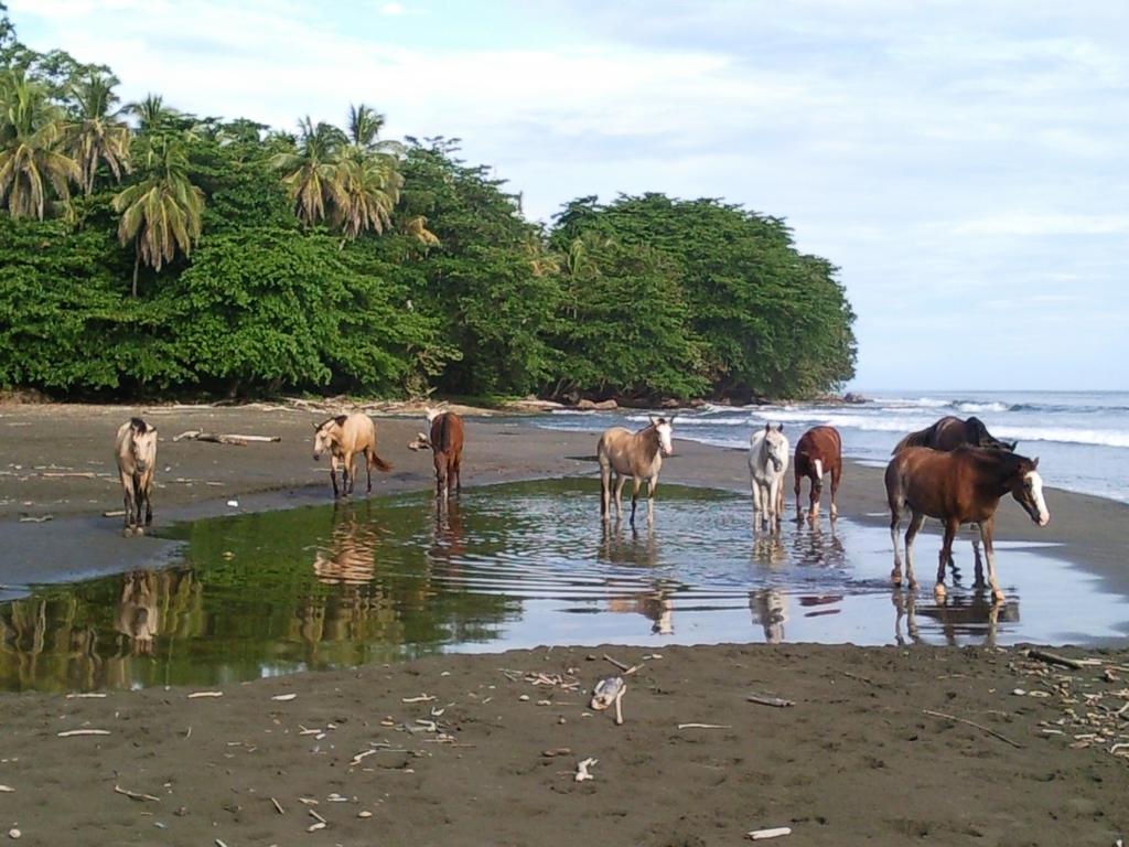 Hotel Brigitte´s Ranch Cahuita Exterior foto